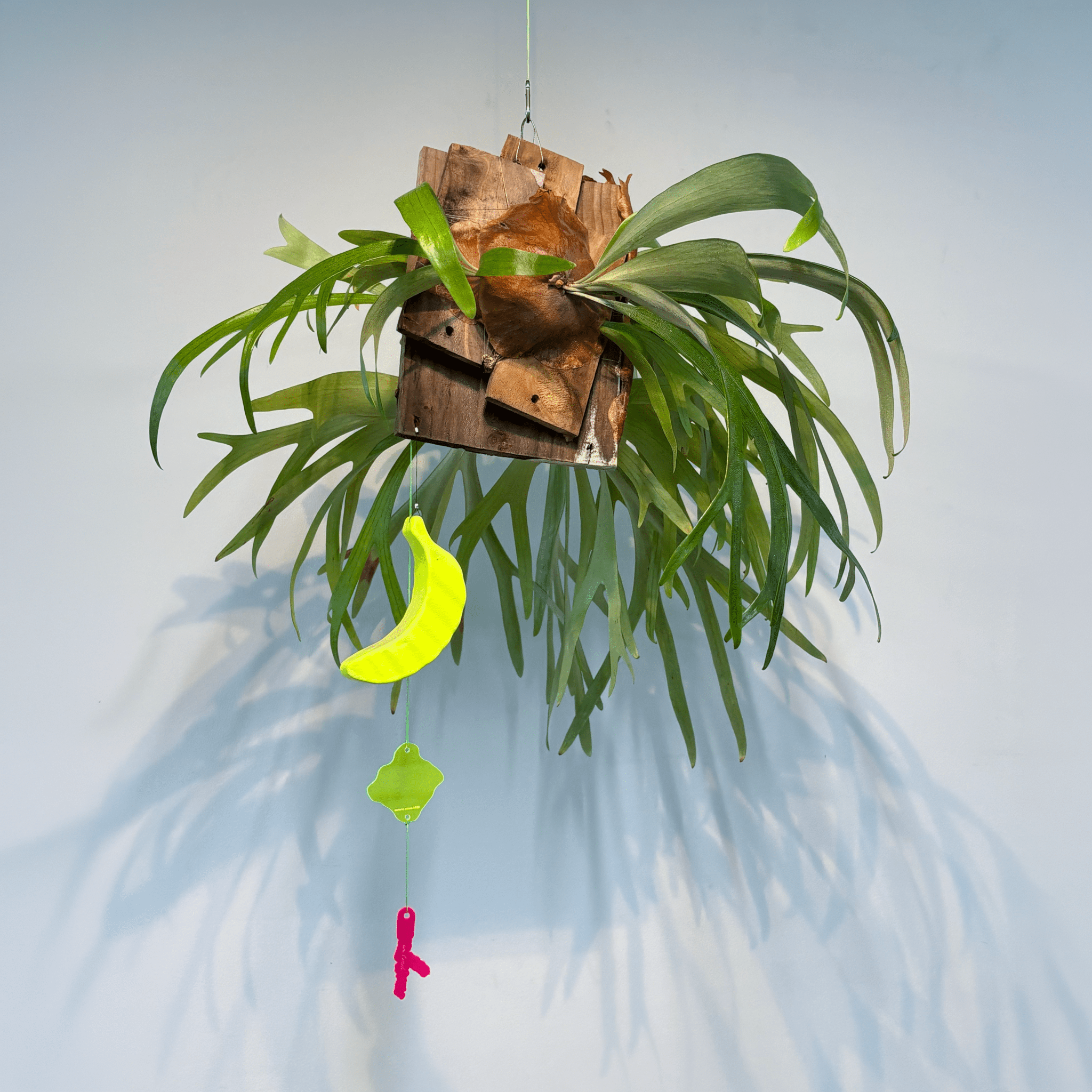 WA!moto. LIFE 実験商品 ” PLANTS MERRY ” #000